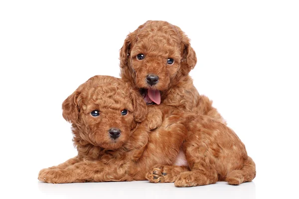 Cachorros de juguete-caniche (30 días) sobre un fondo blanco —  Fotos de Stock