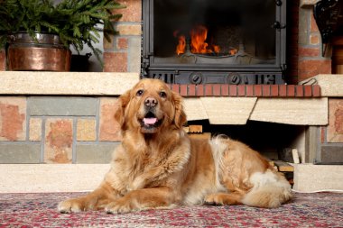 golden retriever köpek bir şömine yalan