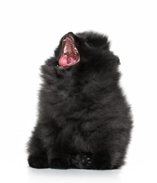 Spitz puppy yawns on a white background — Stock Photo, Image