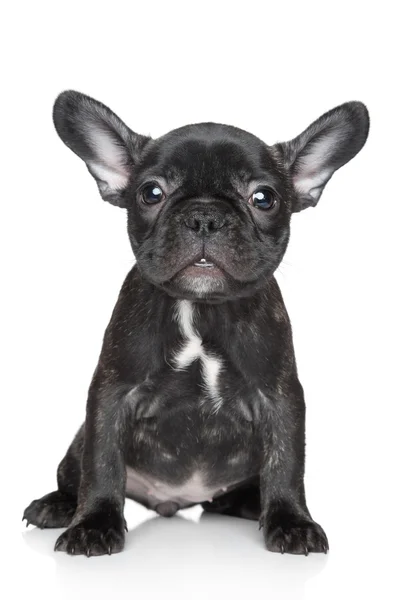 Franse bulldog pup zit op een witte achtergrond — Stockfoto