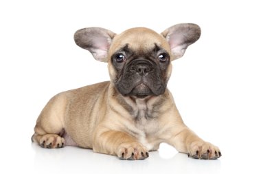 French bulldog puppy on a white background clipart