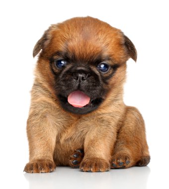 Griffon Bruxelles puppy on a white background clipart