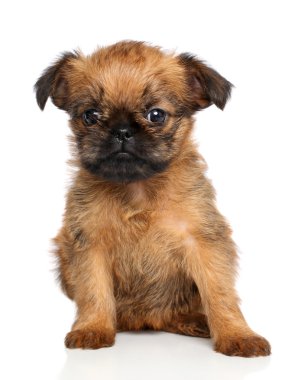 Griffon Bruxellois puppy clipart