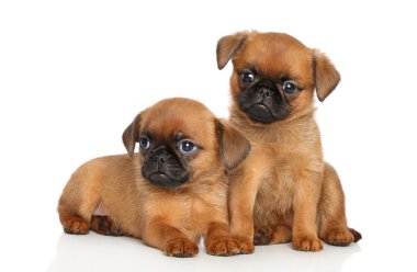 Petit brabancon puppies clipart