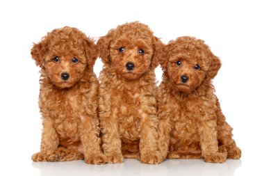 Toy Poodle puppies on a white background clipart