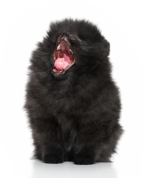Spitz puppy yawns on a white background — Stock Photo, Image