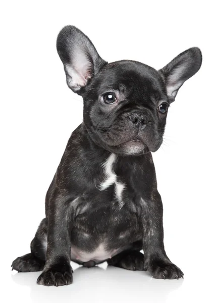 French bulldog puppy sits on a white background — Stock Photo, Image