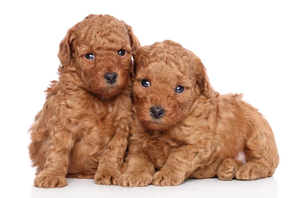 Cachorros de brinquedo-poodle (30 dias) em um fundo branco — Fotografia de Stock