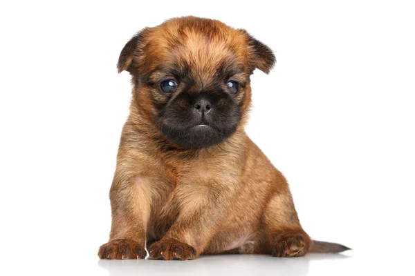 Griffon Bruxelles puppy on a white background — Stock Photo, Image