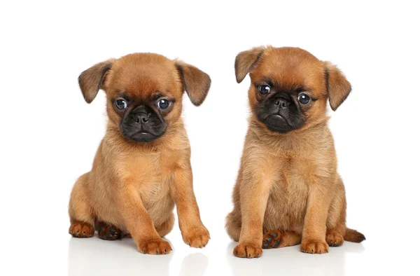 Petit brabancon puppies — Stock Photo, Image