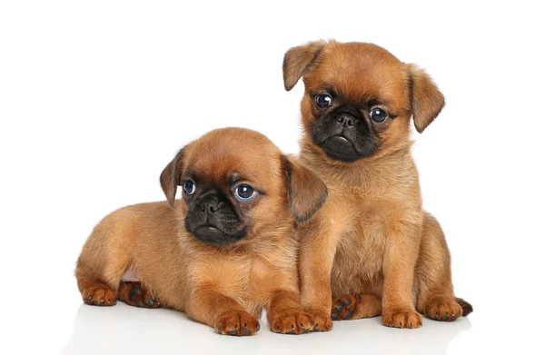 Petit brabancon pups — Stockfoto
