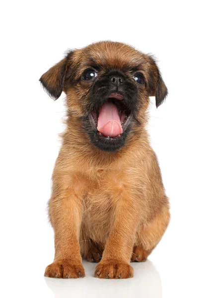 Cachorrinho Griffon Bruxellois — Fotografia de Stock