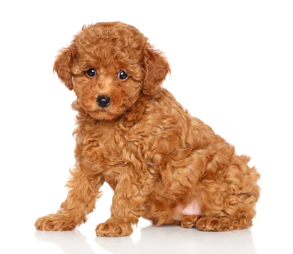 red toy poodle puppies