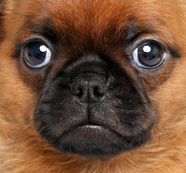 brussels Griffon. yakın çekim portre