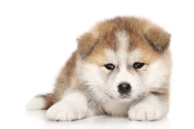 Akita inu puppy clipart