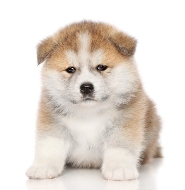 Akita-inu puppy clipart