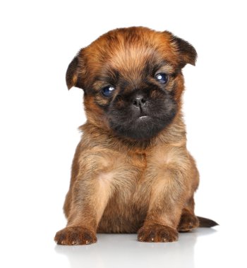 Griffon Bruxelles puppy on a white background clipart