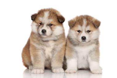 Japanese Akita-inu puppies clipart