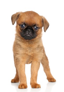 Petit brabancon puppy clipart