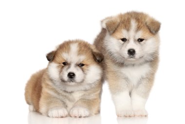 Akita Inu Puppies over white background clipart