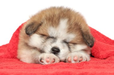 Akita-inu puppy sleep, covered with a blanket clipart