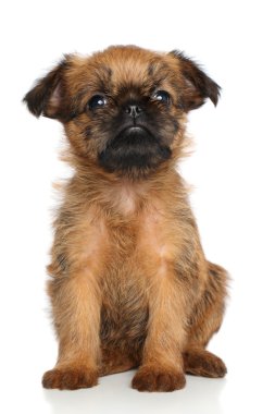 Griffon Bruxellois puppy clipart