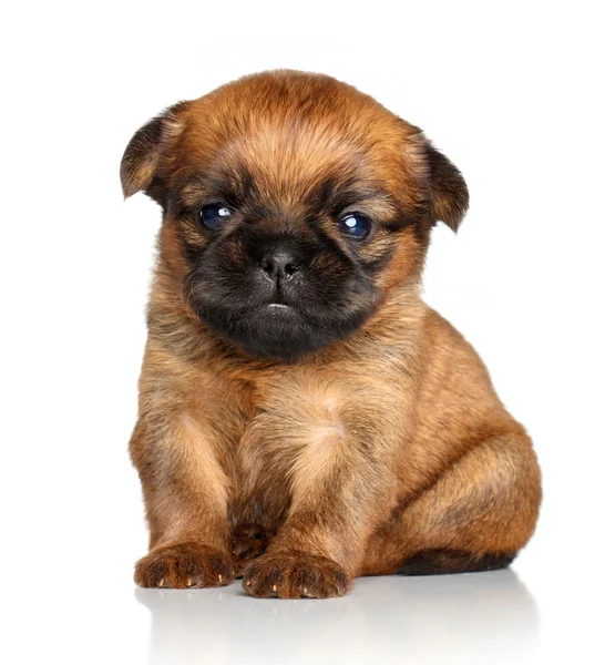 Griffon Bruxelles puppy on a white background — Stock Photo, Image