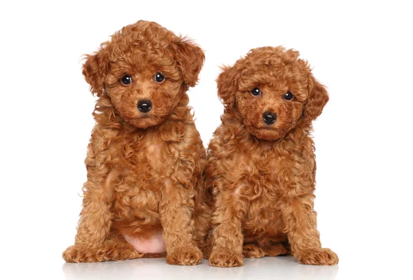 Retrato de cachorros de juguete Poodle — Foto de Stock