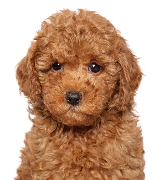 Filhote de cachorro poodle close-up retrato — Fotografia de Stock