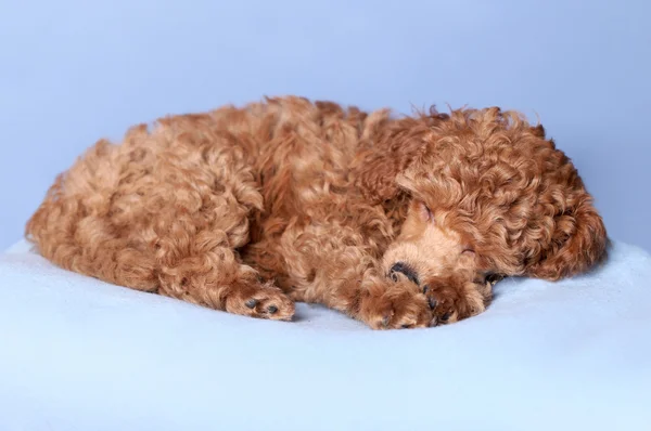 Poodle παιχνιδιών κουτάβι ύπνου — Φωτογραφία Αρχείου