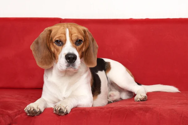 Beagle fekszik a piros kanapé — Stock Fotó