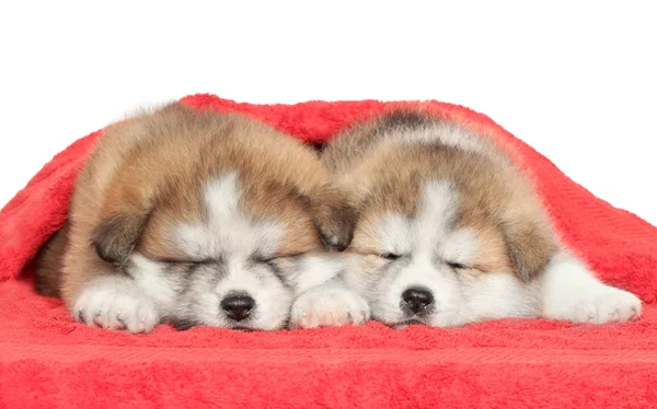 Japanse akita inu pups slapen — Stockfoto