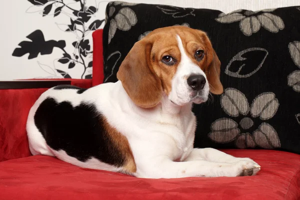 Beagle-Hund ruht auf rotem Sofa — Stockfoto
