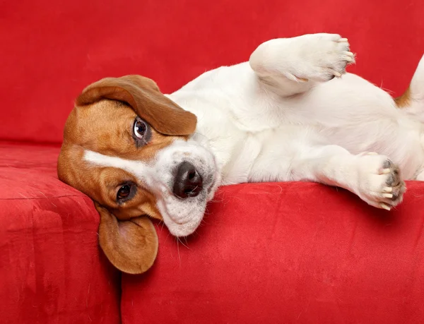 Beagle βρίσκεται σε κόκκινο καναπέ — Φωτογραφία Αρχείου