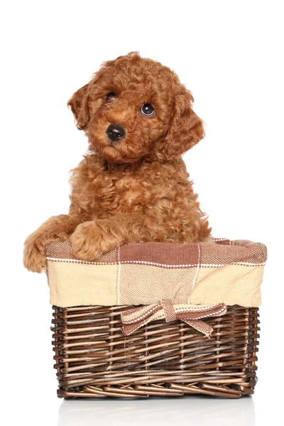 Poodle puppy on a white background — Stock Photo, Image