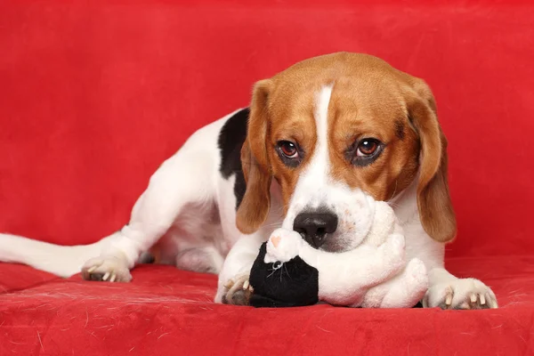 Beagle βρίσκεται σε κόκκινο καναπέ — Φωτογραφία Αρχείου