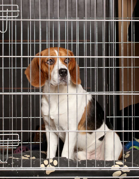 Собаки в клітці — стокове фото