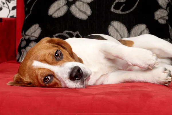 Beagle νεαρό σκυλί που βρίσκεται στον κόκκινο καναπέ — Φωτογραφία Αρχείου
