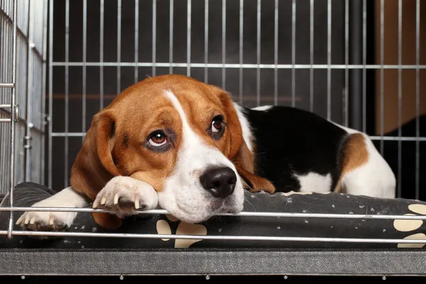 Dog in cage — Stock Photo, Image