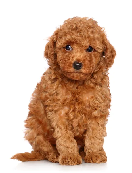 Toy Poedel pup op een witte achtergrond — Stockfoto