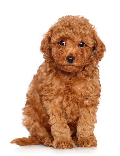 Toy Poodle puppy on a white background