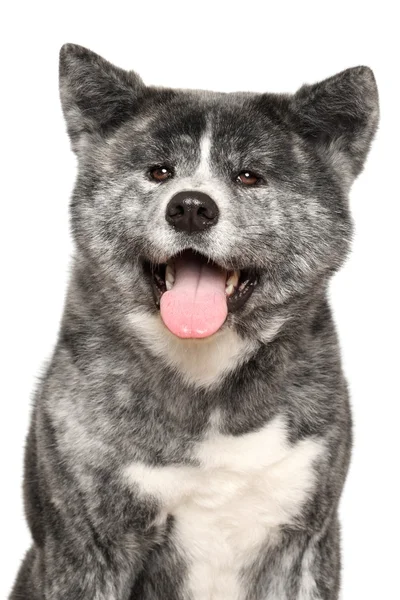 Портрет собаки akita inu — стоковое фото