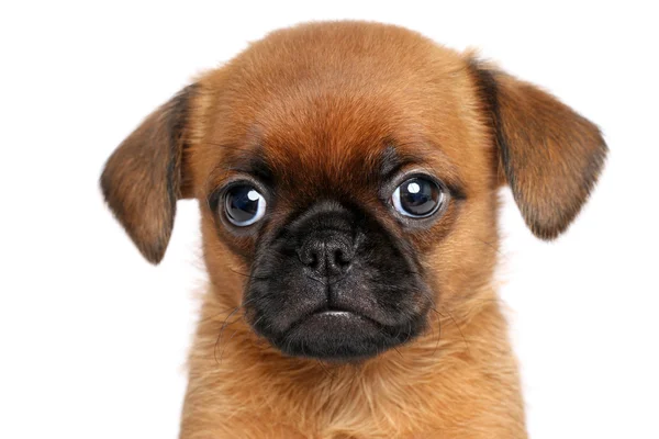 Griffon pup. portret op een witte achtergrond — Stockfoto