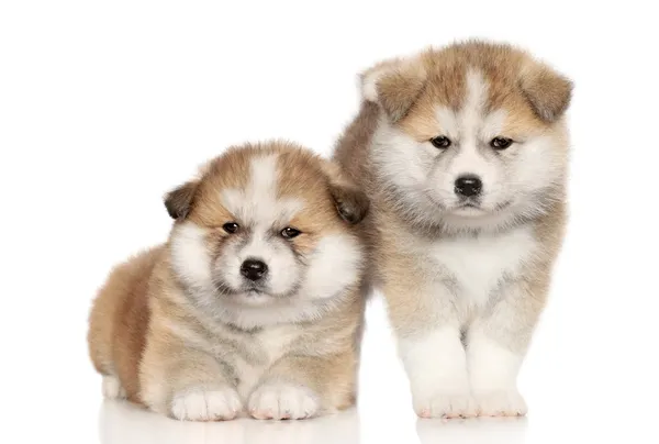 Akita Inu Puppies over white background — Stock Photo, Image