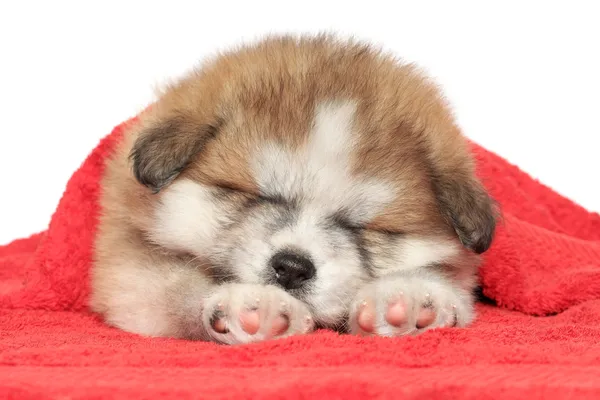 Akita-inu štěně spát, pokryté přikrývky — Stock fotografie