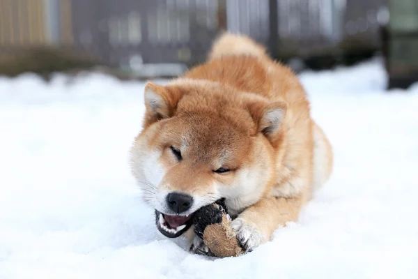 Собака шиба-ину играет с игрушкой — стоковое фото