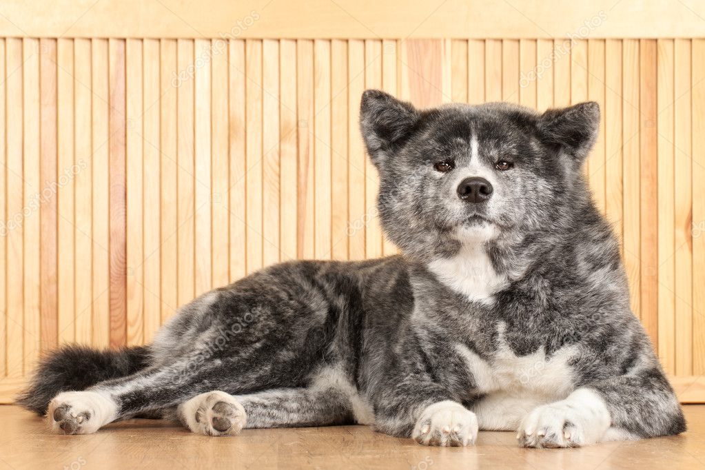 Akita Inu dog portrait — Stock Photo © FotoJagodka #9403167