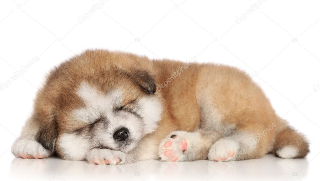 Akita inu puppy sleeping