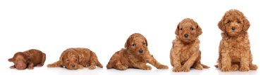Miniature Poodle. Puppy growing clipart