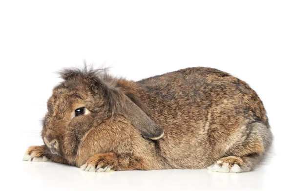 Lop-Eared tavşan — Stok fotoğraf